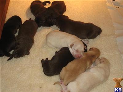 Labrador Retriever Puppies in TX